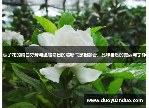 栀子花的纯白芬芳与温暖夏日的清新气息相融合，品味自然的美丽与宁静
